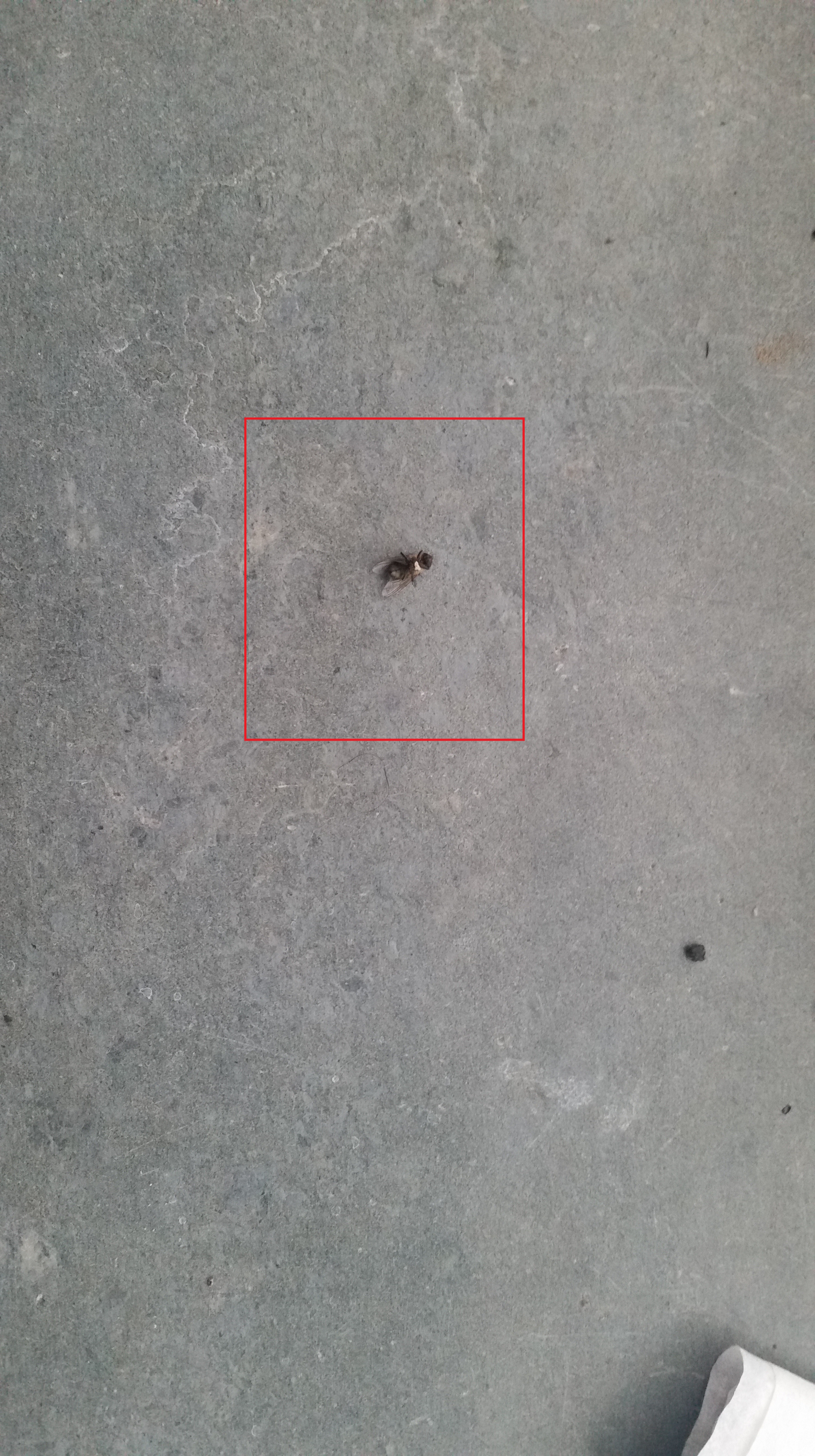 Samsung Galaxy S5 photo example dead fly
