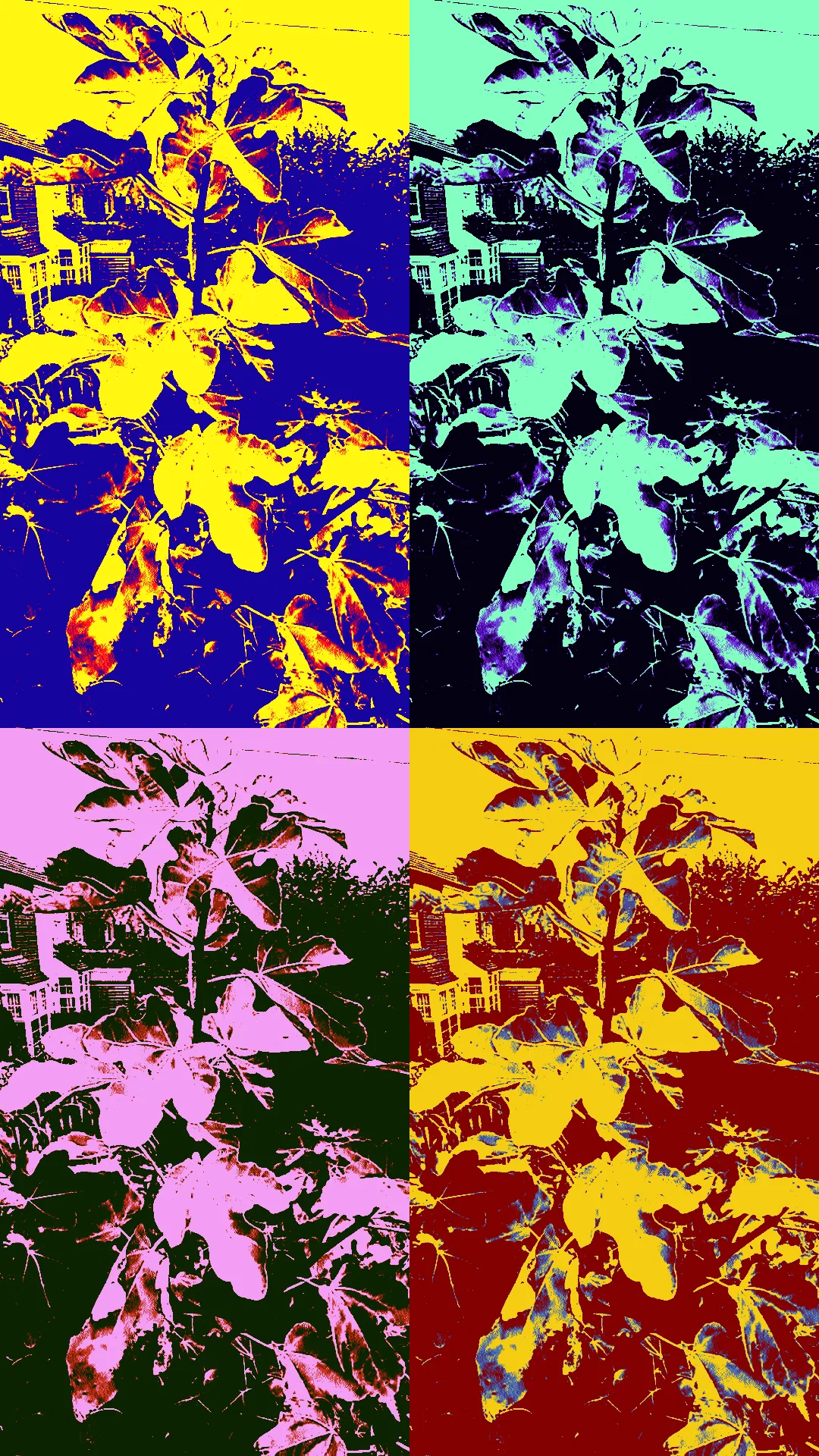 Samsung Galaxy S5 pop art picture effects, examples