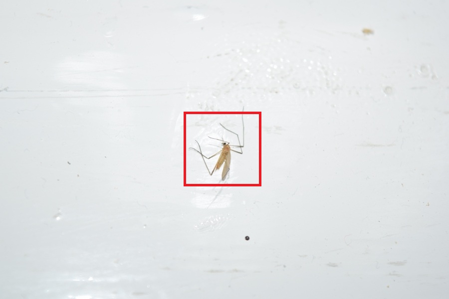 Nikkor 18-55mm dead mosquito 55m macro image