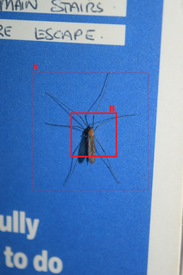 Nikkor 18-55mm mosquito macro picture 55mm crop