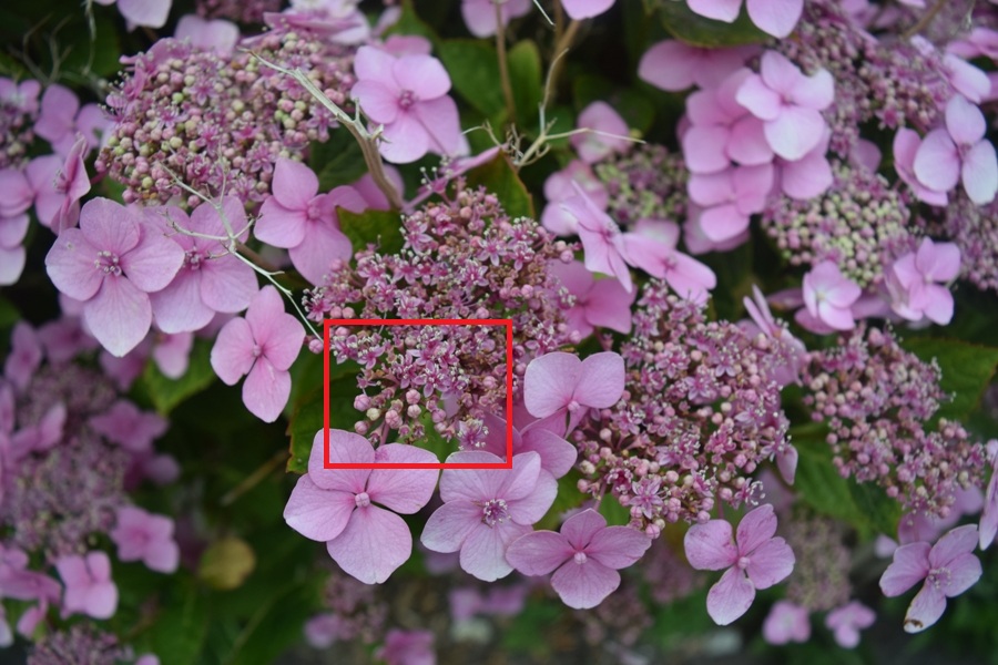 Nikkor 18-55mm pink flowers 55mm macro image