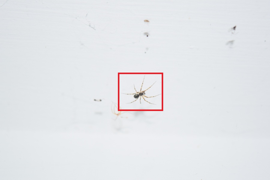 Nikkor 18-55mm orb web spider 55mm image