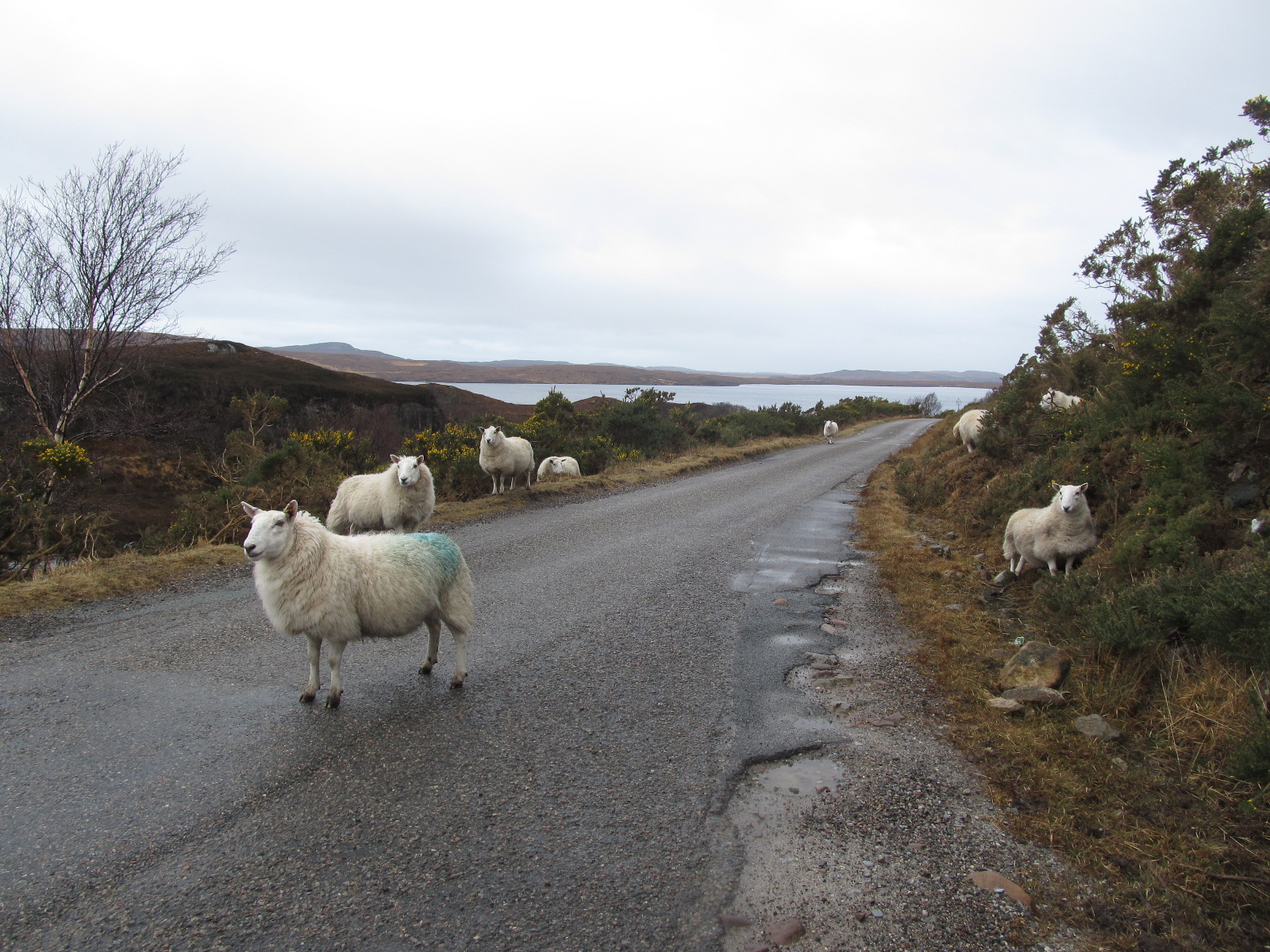 Scottish villge Achnahaird and sheep on the way