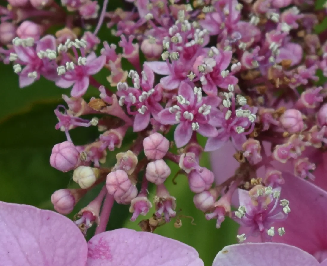 Nikkor 18-55mm pink flowers 55mm macro image, cropped
