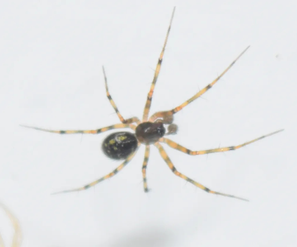 Nikkor 18-55mm orb web spider 55mm macro image cropped