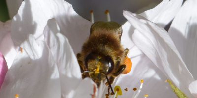 Honey bee at the cherry tree flower.