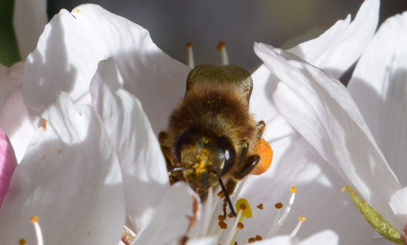 Honey bee at the cherry tree flower.