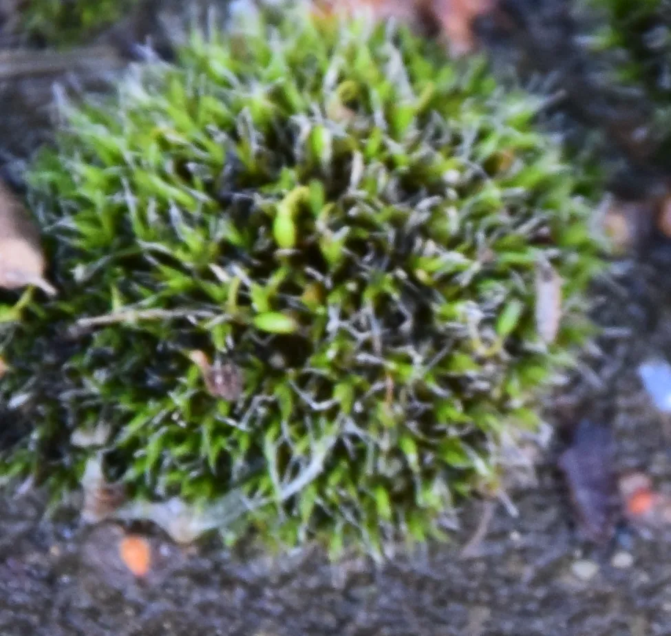 Nikkor 18-105mm macro example moss4