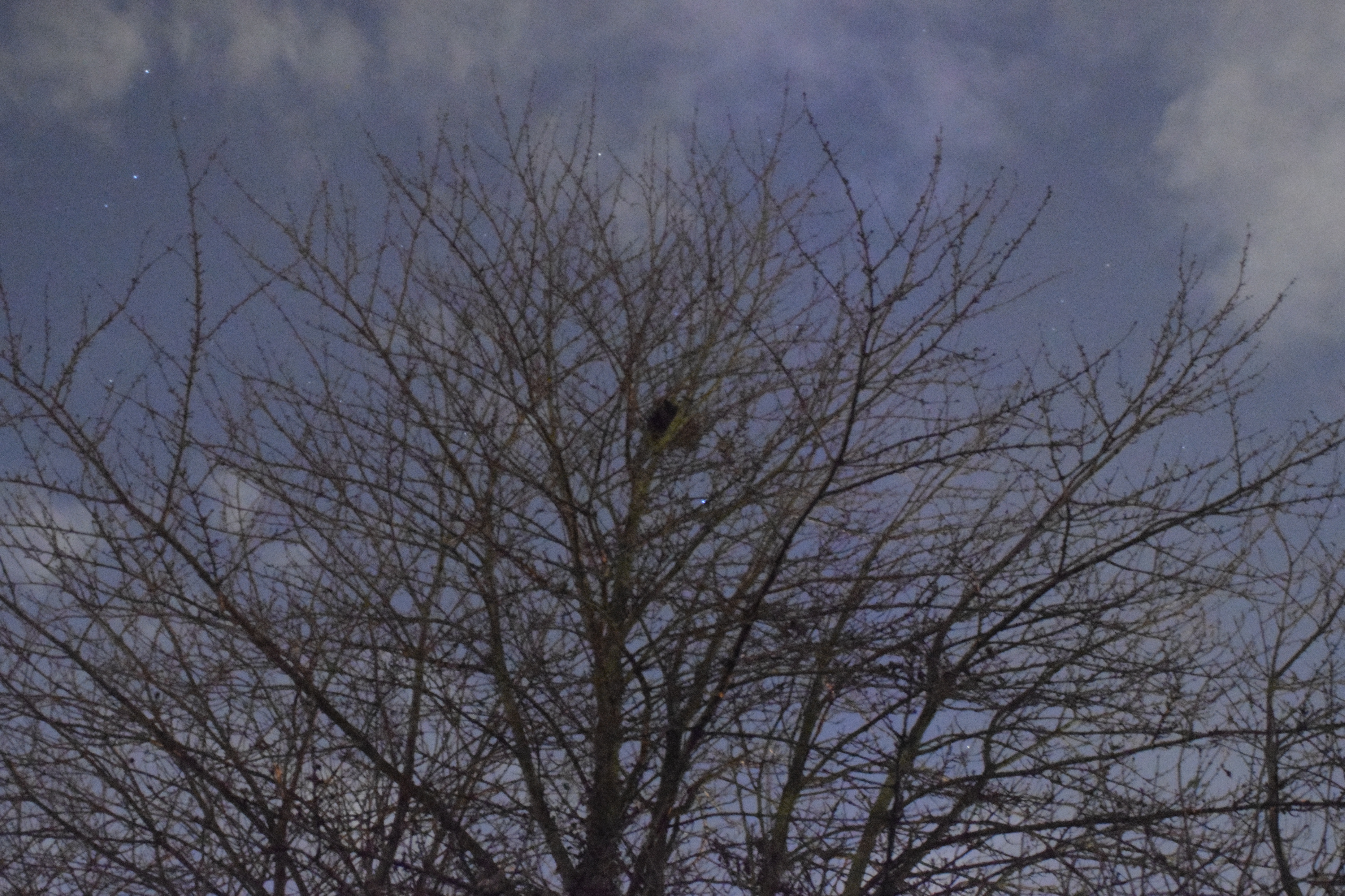Cambridge Corrie Road, cherry tree with nest on the top