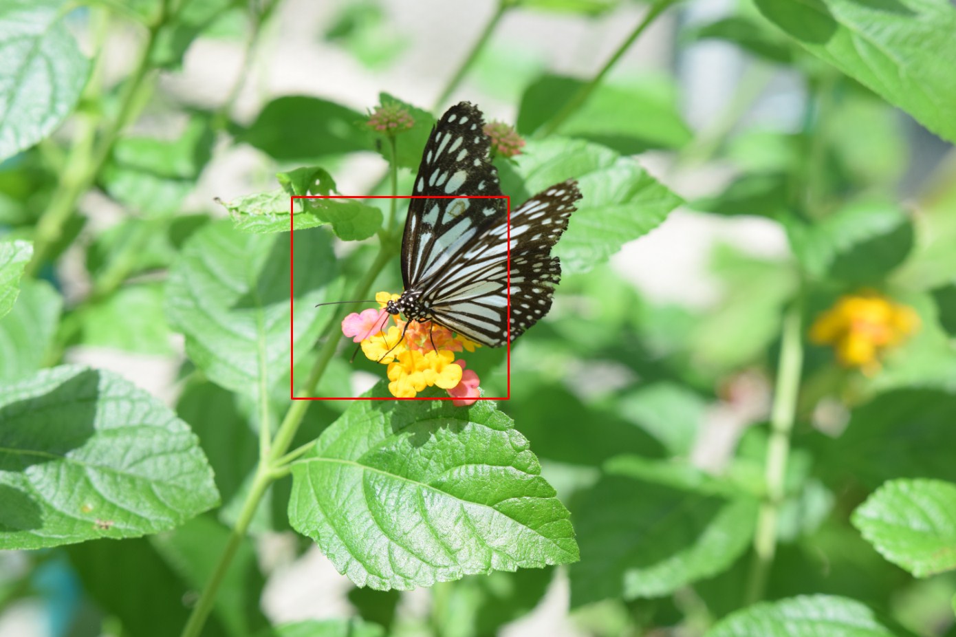 Sigma 18-35mm f/1.8 Art macro butterfly