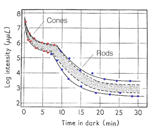 Cones and rods adaptation curve