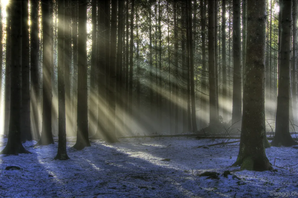 Forest fog sun Tyndall effect