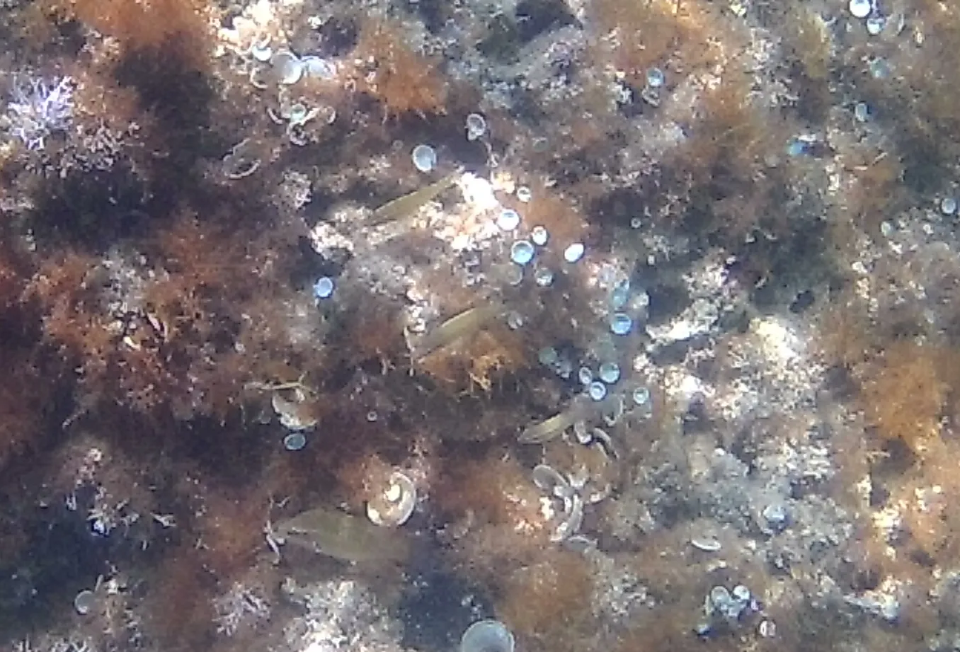 GoXtreme Pioneer GoPro picture example Baska Voda Croatia underwater