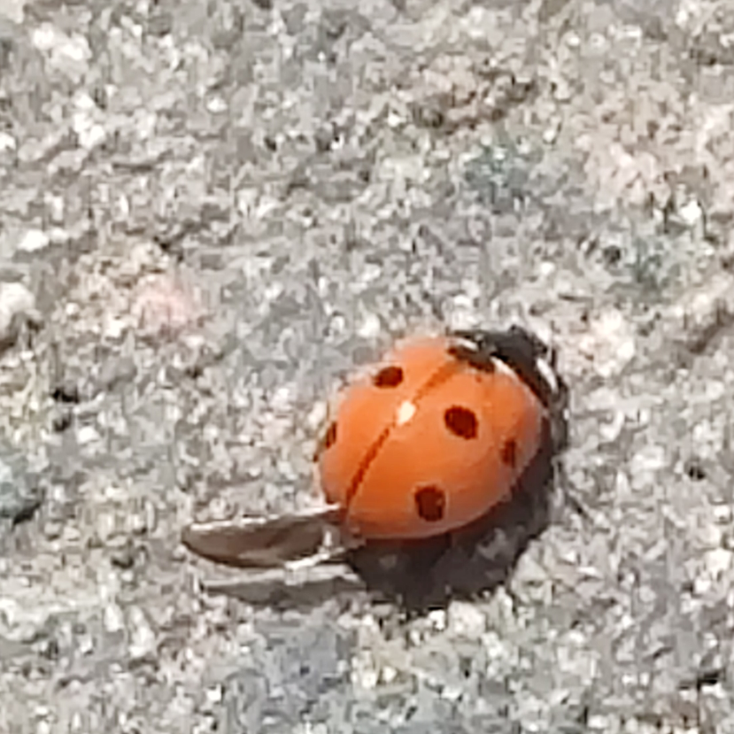 Mi 9 7spot ladybird