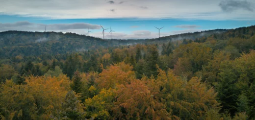 Foliage fall Chorkówka