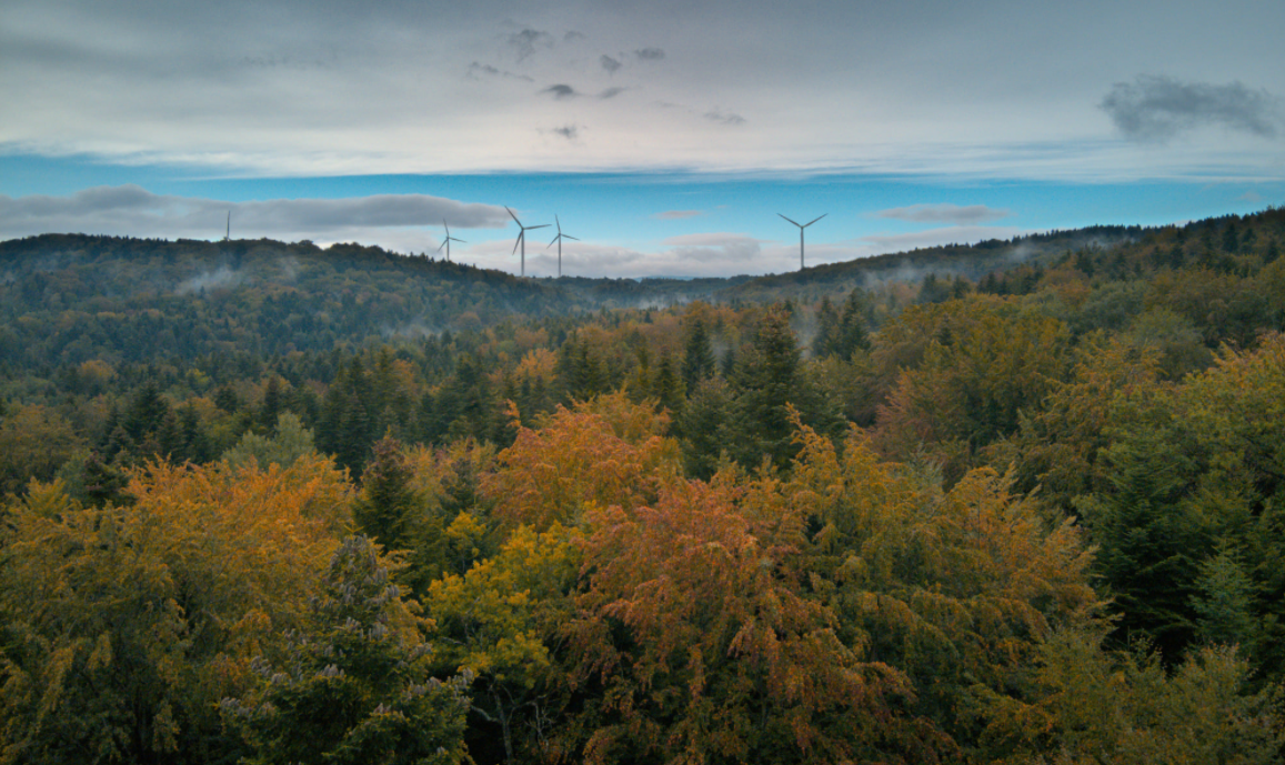 Foliage fall Chorkówka