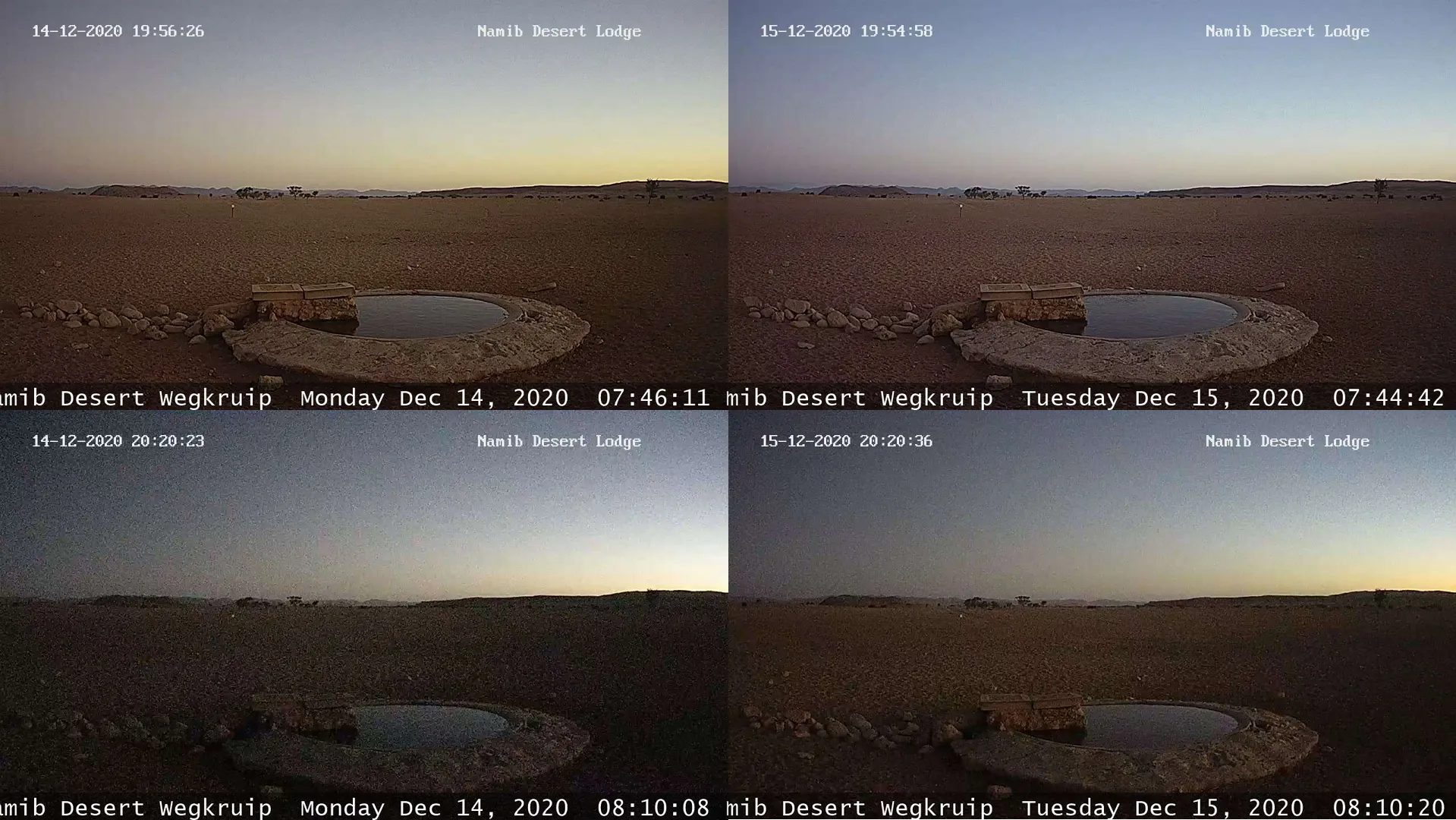 Namib Desert Wegkruip solar eclipse 2020 webcam2