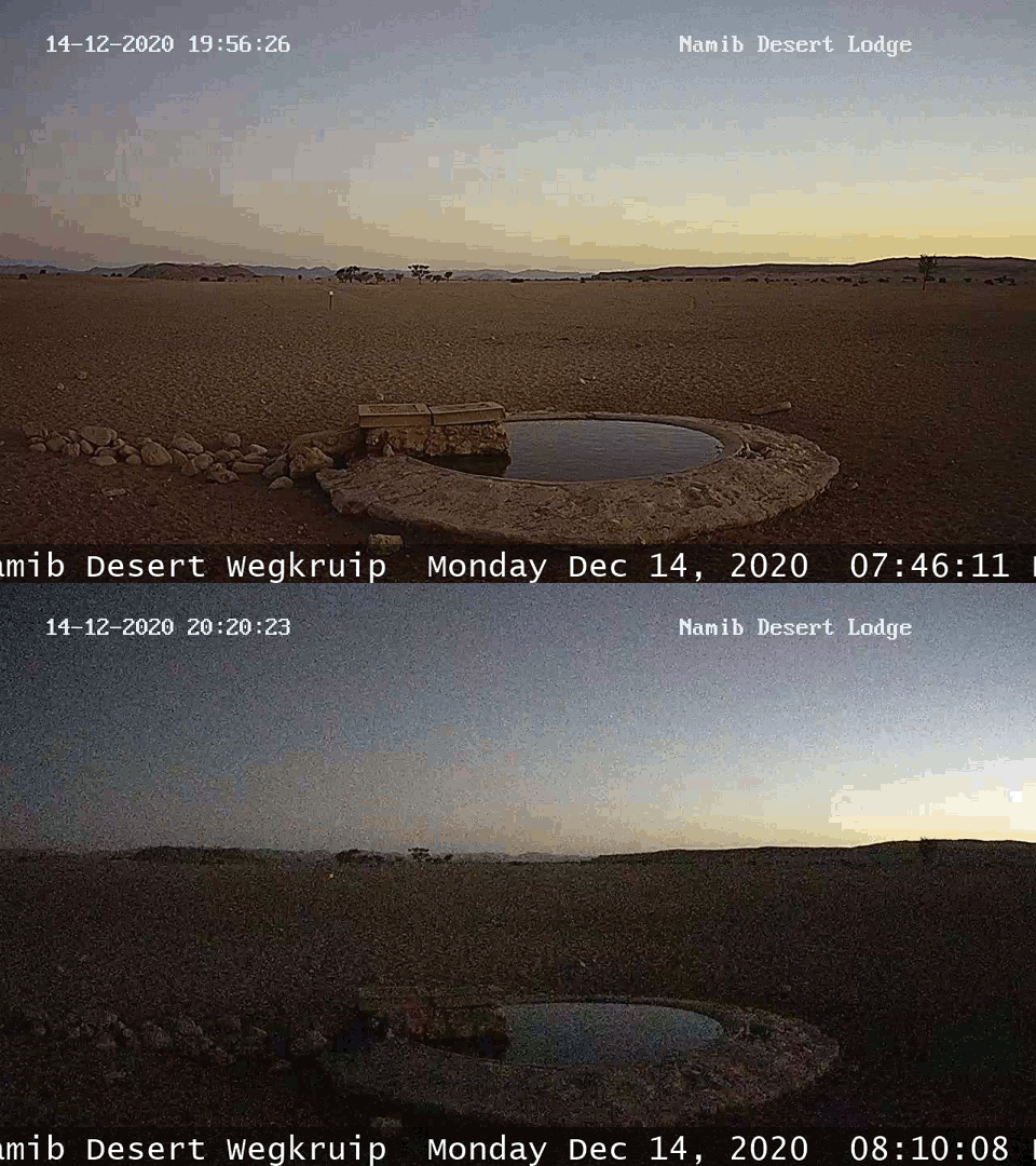 Namib Desert Wegkruip solar eclipse 2020 webcam5