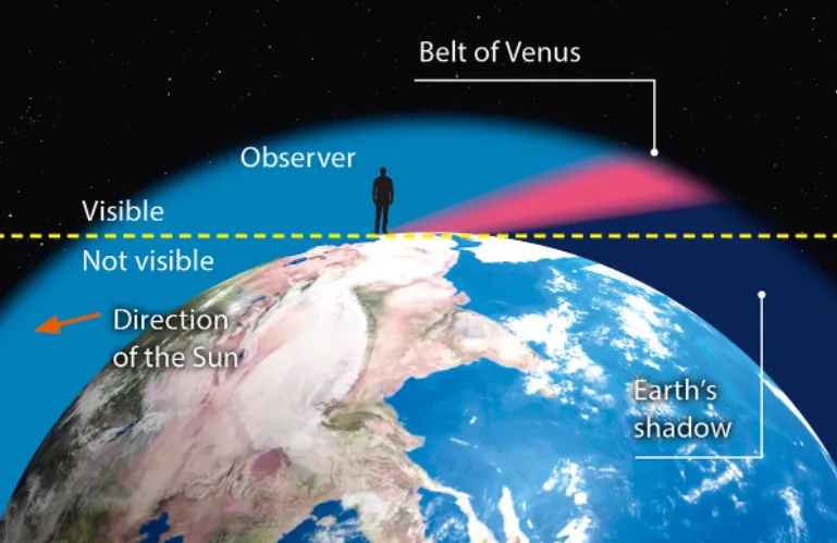 Belt of Venus diagram